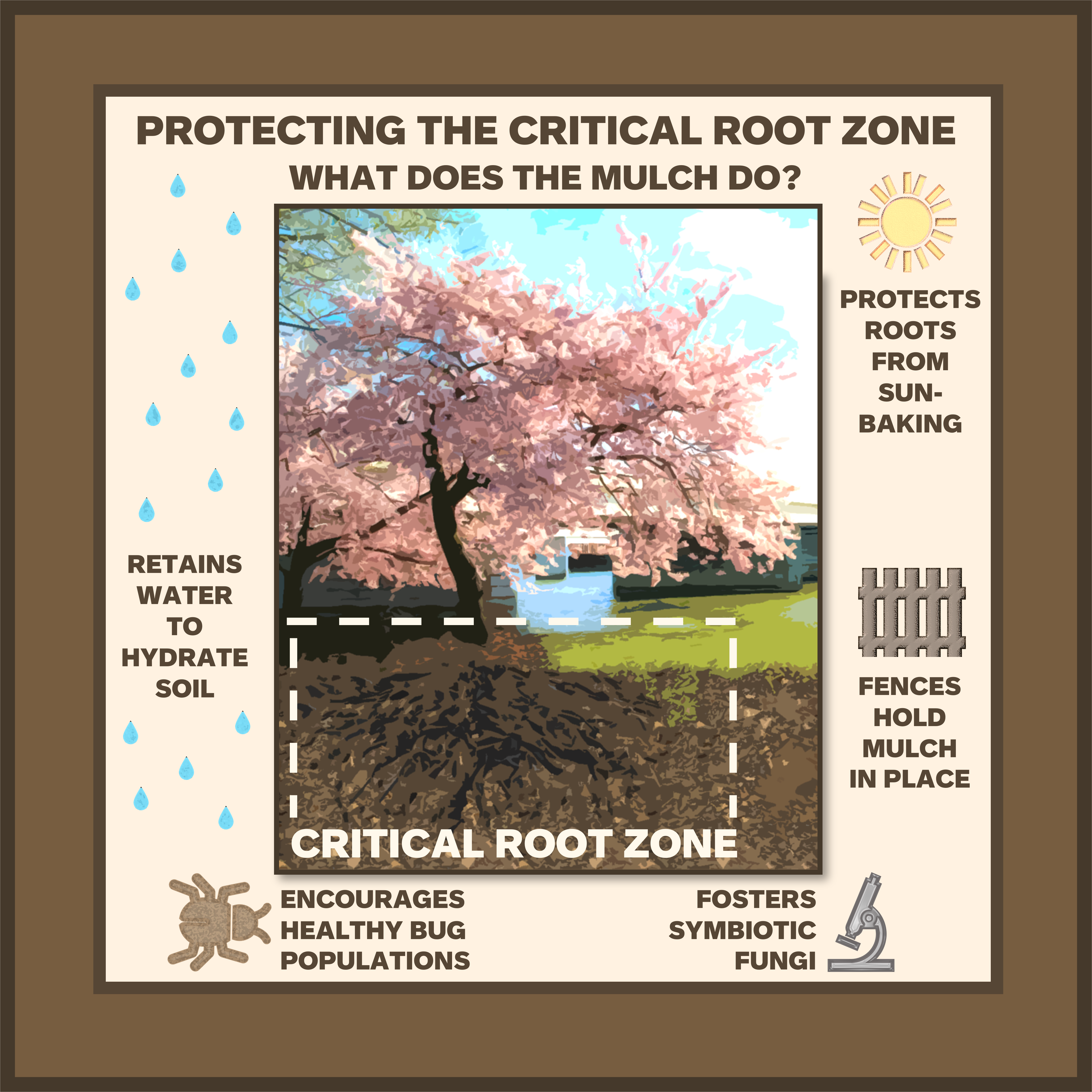 Caring for Cherry Trees in Washington DC - Cherry Blossom Festival (U.S.  National Park Service)