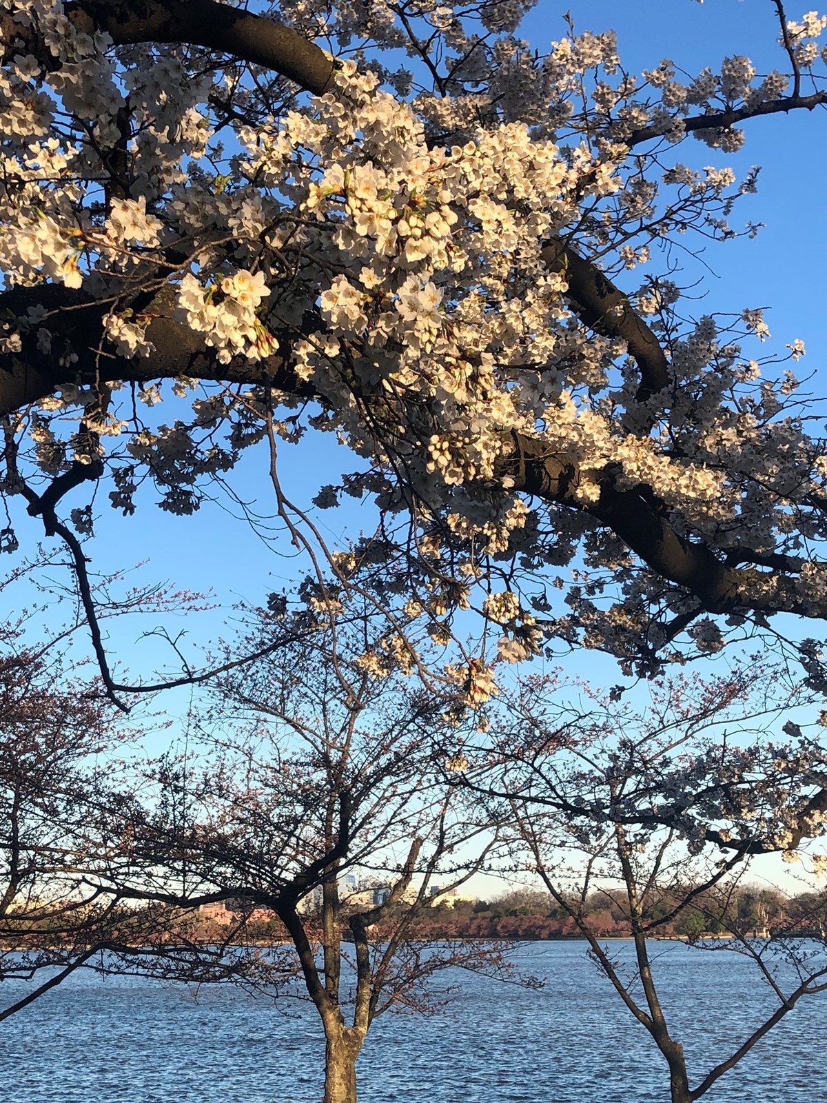 Bloom Watch Cherry Blossom Festival Us National Park