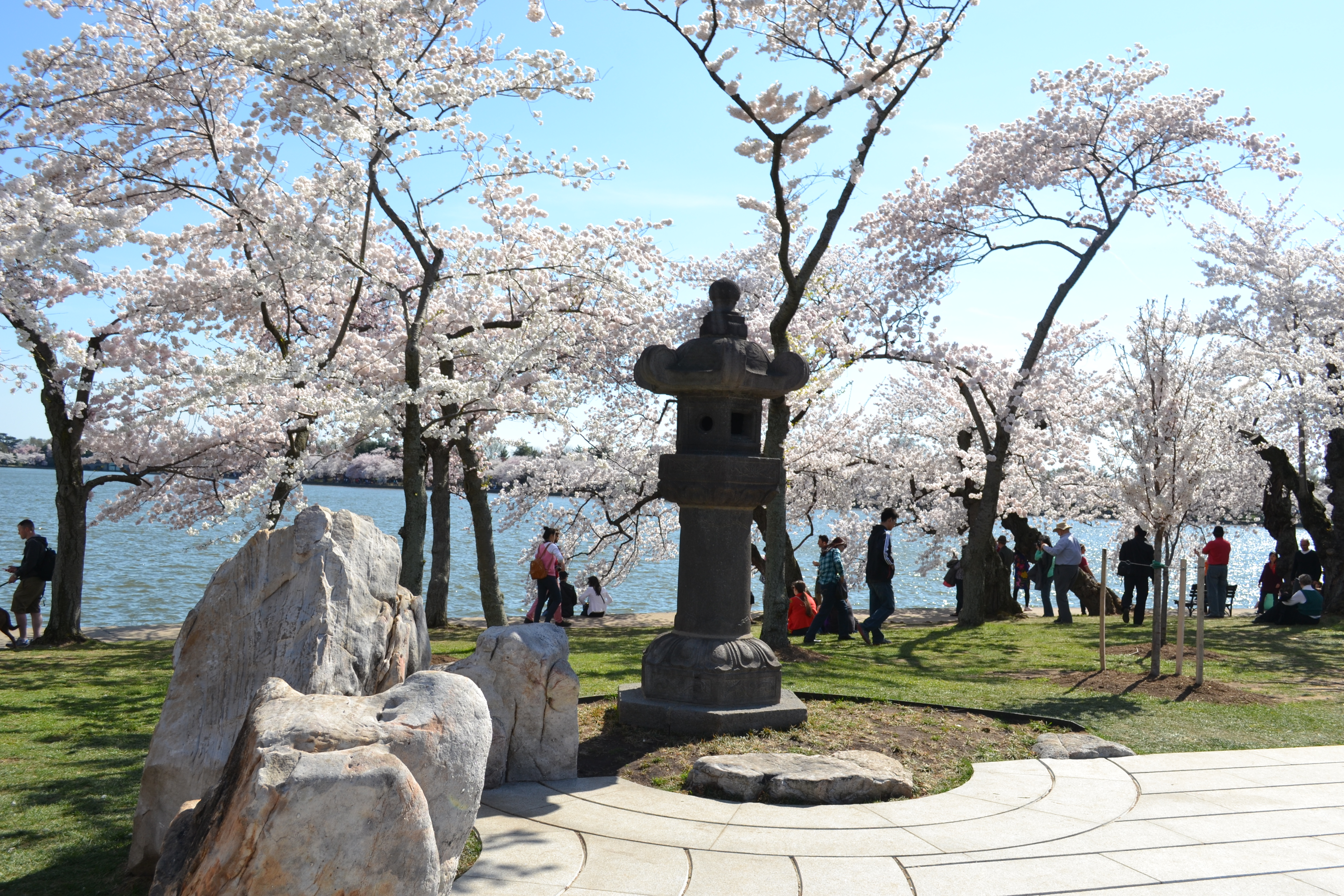 History of the Cherry Trees - Cherry Blossom Festival (U.S.