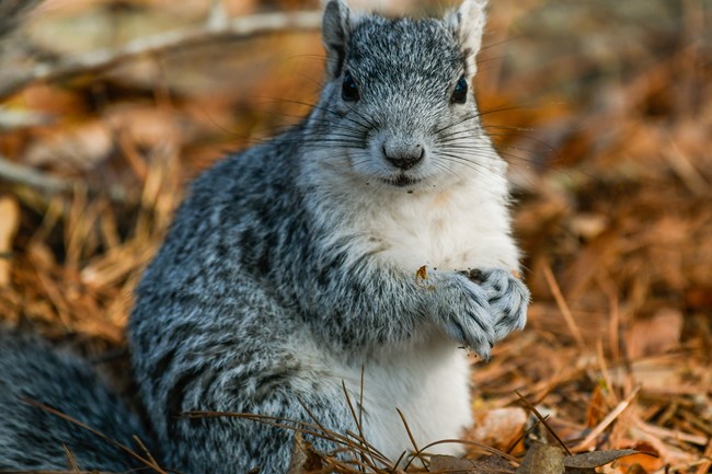 Gray Delmarva fox squirrel standing up