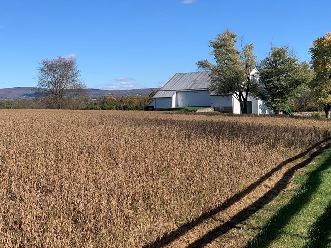 Crops grow in tight rows, a white painted house in the background under a blue sky