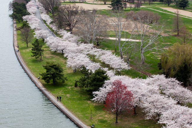 A row of pink cherry trees grows amid green grass next to the curving edge of the Tidal Basin