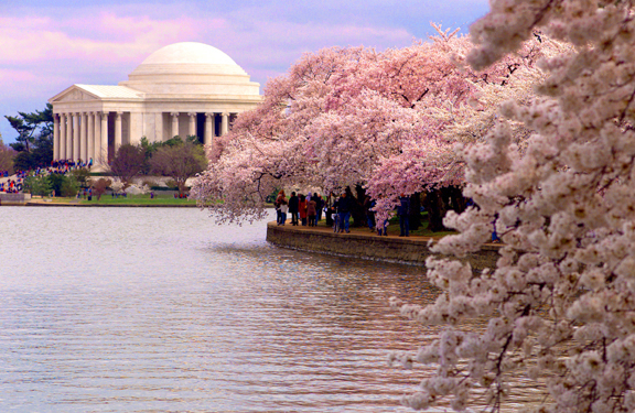 Caring for Cherry Trees in Washington DC - Cherry Blossom Festival (U.S. National Park Service)