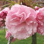 Kwanzan Cherry Blossom