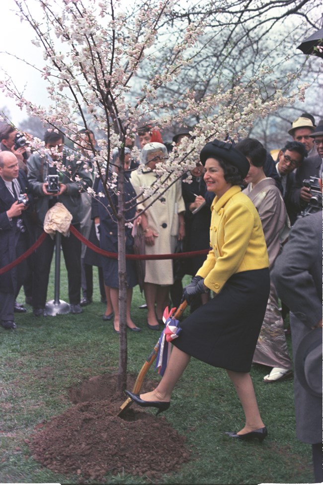 Lady Bird Johnson planting cherry tree. She wears a yellow jacket and pushes the shovel into the dirt with black high heeled shoes.