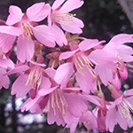 Okame Cherry Blossom