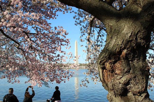 People taking pictures of cherry blossoms and looking across the Tidal Basin towards the Washington Monument