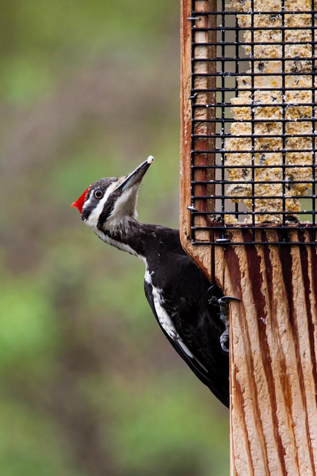 Pileated woodpecker at wooden feeder