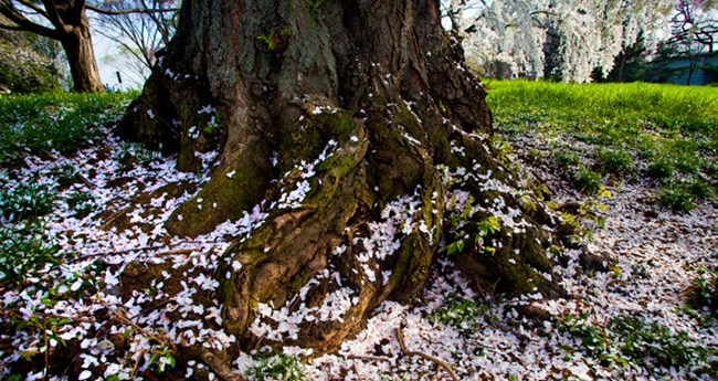 Pink petals along the base of a cherry tree