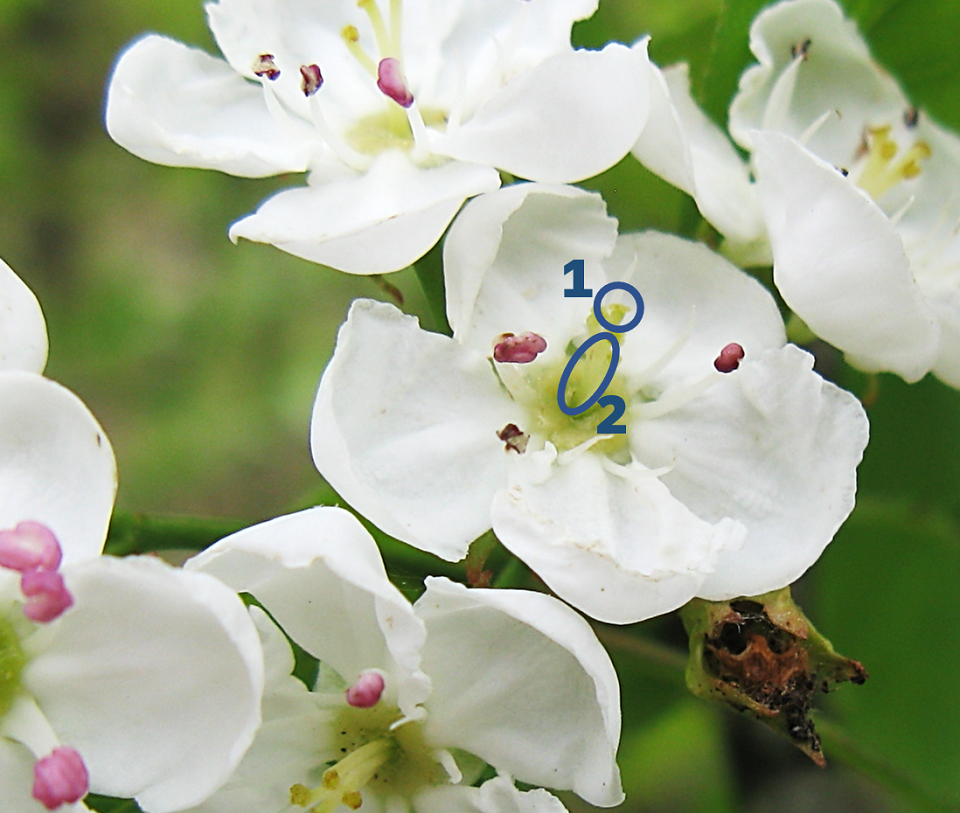 Parts of a flower: blue circles and numbers marking the parts of a pistil