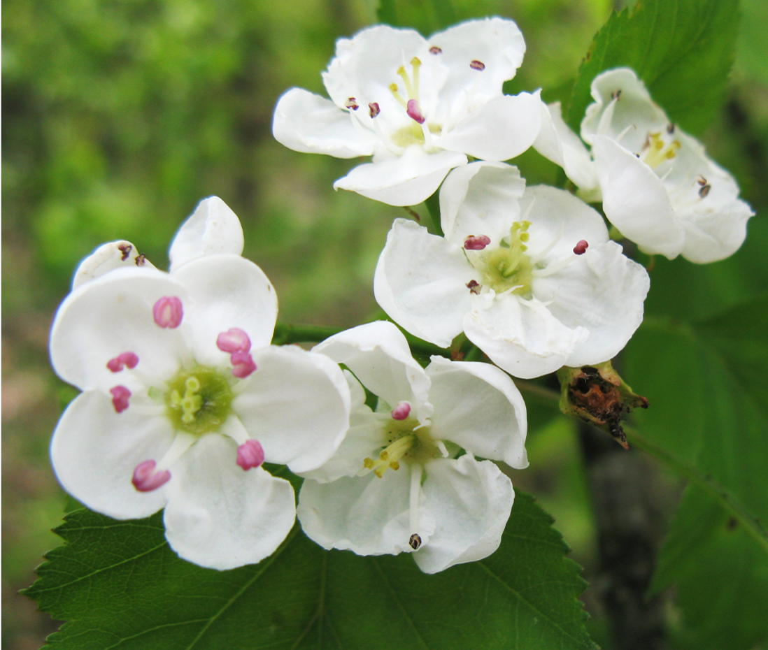 A close up of white flower blossoms with pink and yellow parts