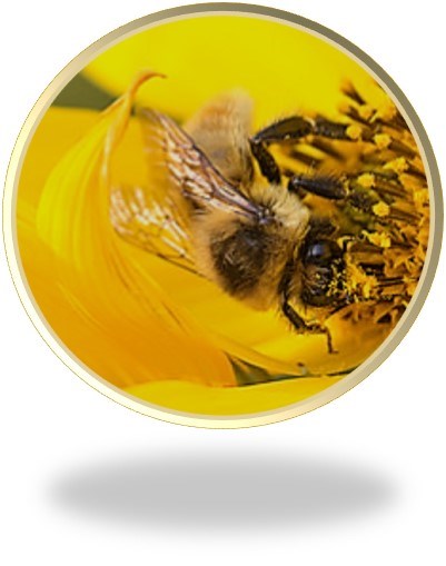 Bee with pollen stuck to its head in a yellow flower