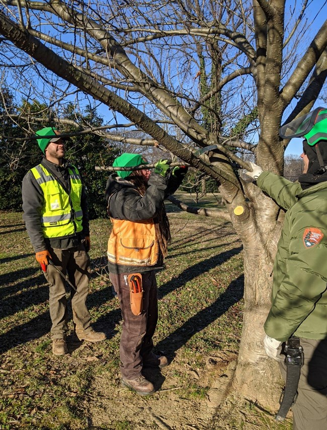 Three people in winter work uniforms prune a cherry tree limb with a long saw