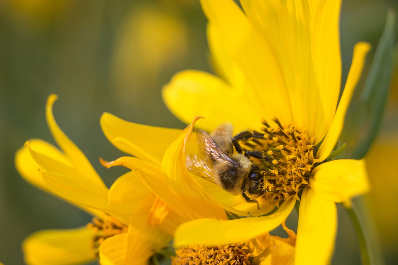 Robbery fly pollinating a yellow Nuttall's sunflower