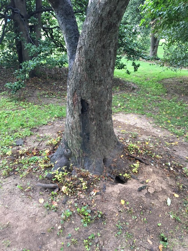 Rat burrow at the base of a cherry tree amid the roots