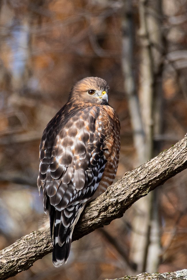 Red-shouldered hawk standing on a bare tree branch