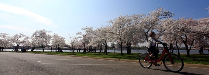 Biker enjoying a spring ride along Hains Point