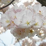 Sargent Cherry Blossom