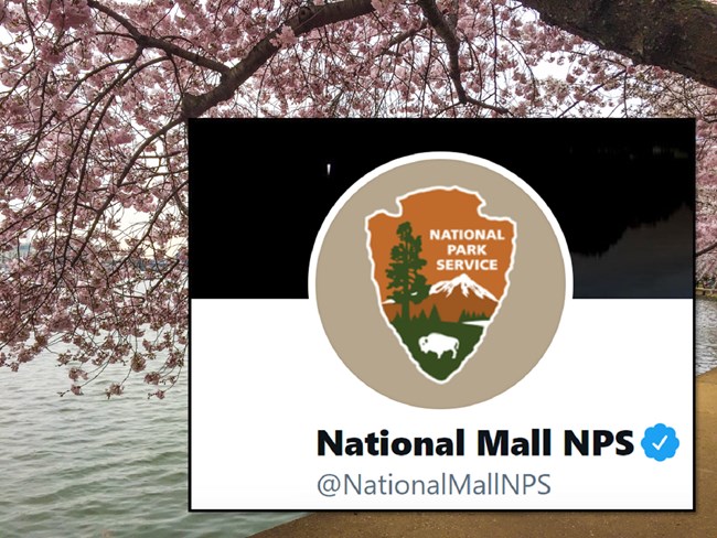 Follow us on Social Media A background of cherry trees surrounding the NPS logo over the blue-check verified Twitter account name @NationalMallNPS