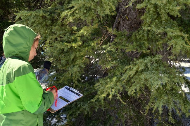 Student wearing green rain jacket and holding a clipboard records observations of needle growth on mountain hemlock tree