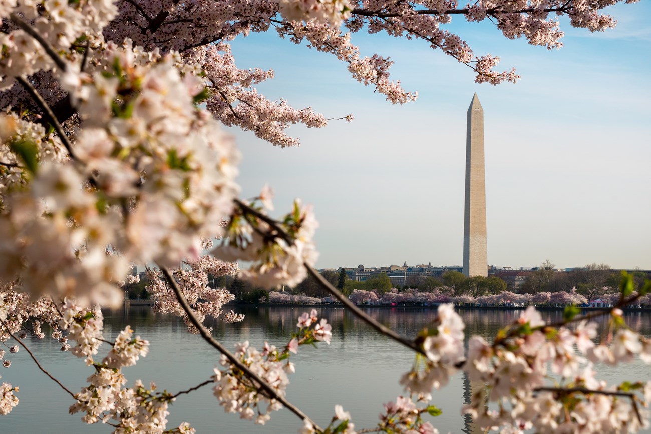The Washington Monument can be seen from across the Tidal Basin, behind some in-bloom cherry blossom trees