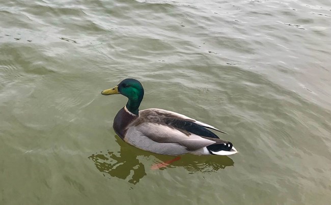 A mallard duck swimming in the Tidal Basin