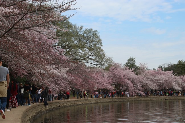 A crowd walks around the Tidal Basin trail below blooming cherry trees