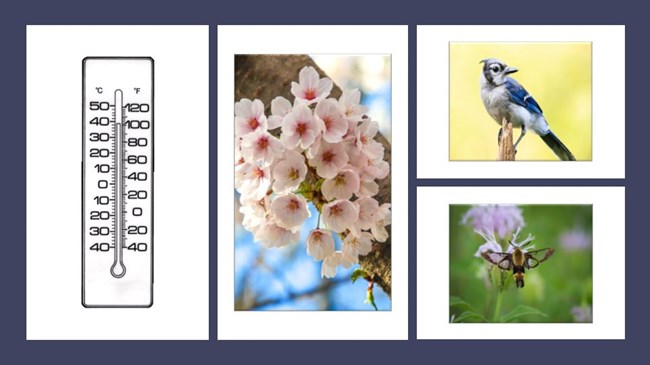 Four images: a thermometer; cherry blossoms; a blue jay; a moth hovering over a purple flower