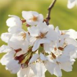 Usuzumi species cherry blossom
