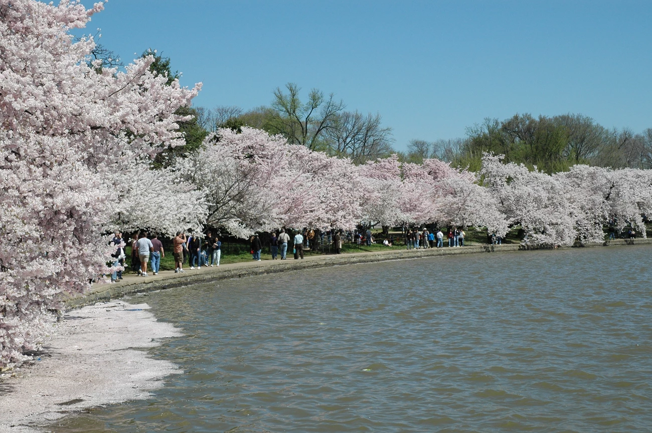 Visitors enjoy the blossoms around the Tidal Basin Visitors enjoy the blossoms around the Tidal Basin walking a trail by the water's edge