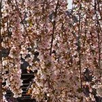 Weeping Cherry Blossom