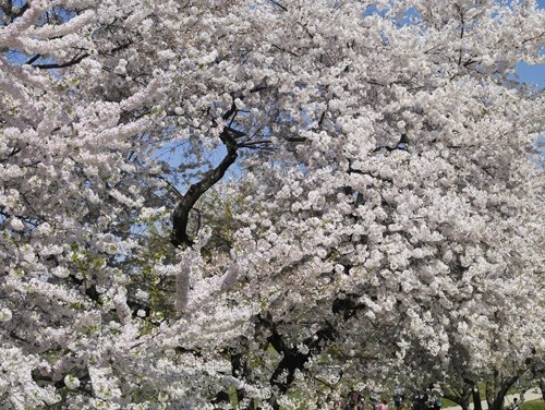 Close up of white Yoshino cherry blossoms