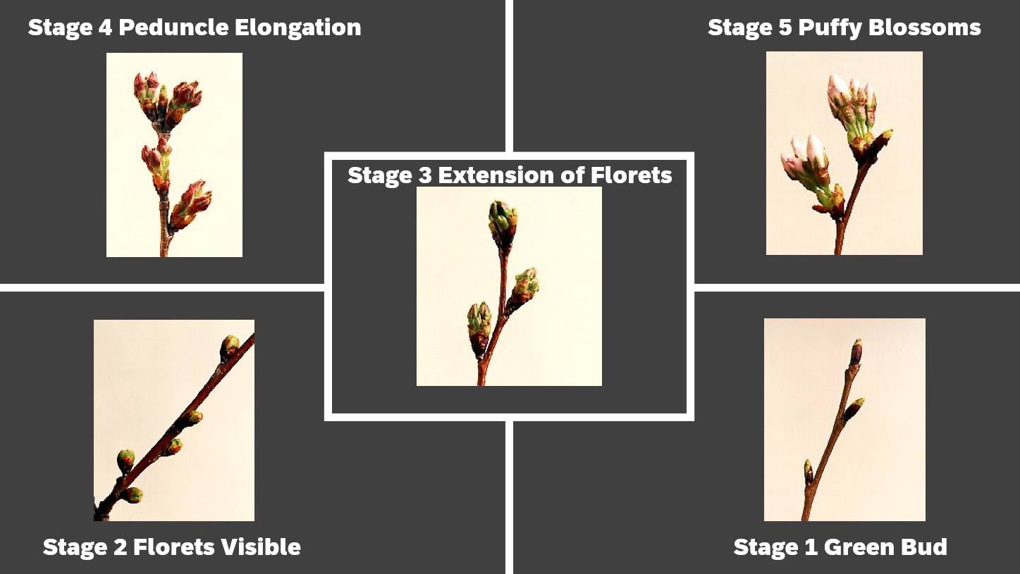 Yoshino-bloom-stages.PNG