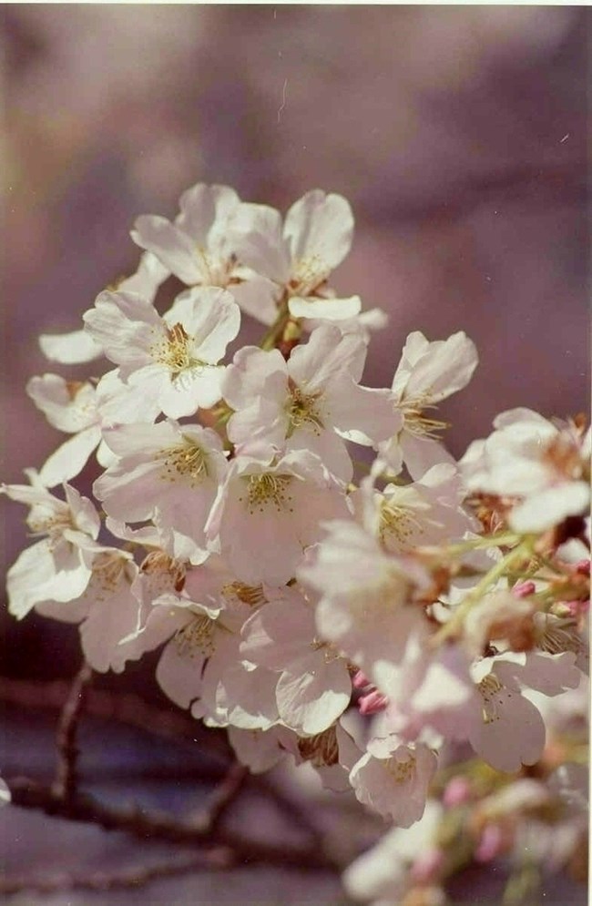 Yoshino cherry blossoms in bloom
