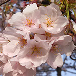 Akebono Cherry Blossom
