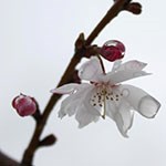 Autumn Flowering Cherry Blossom