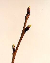 Green Bud Green Bud