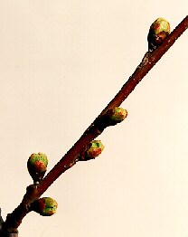 Florets Visible Florets Visible