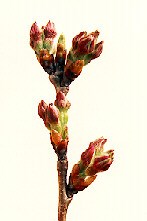 Peduncle Elongation Peduncle Elongation