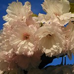Shirofugen Cherry Blossom