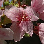 Takemensis Cherry Blossom