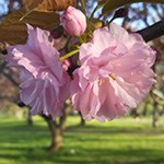 Usuzumi Cherry Blossom