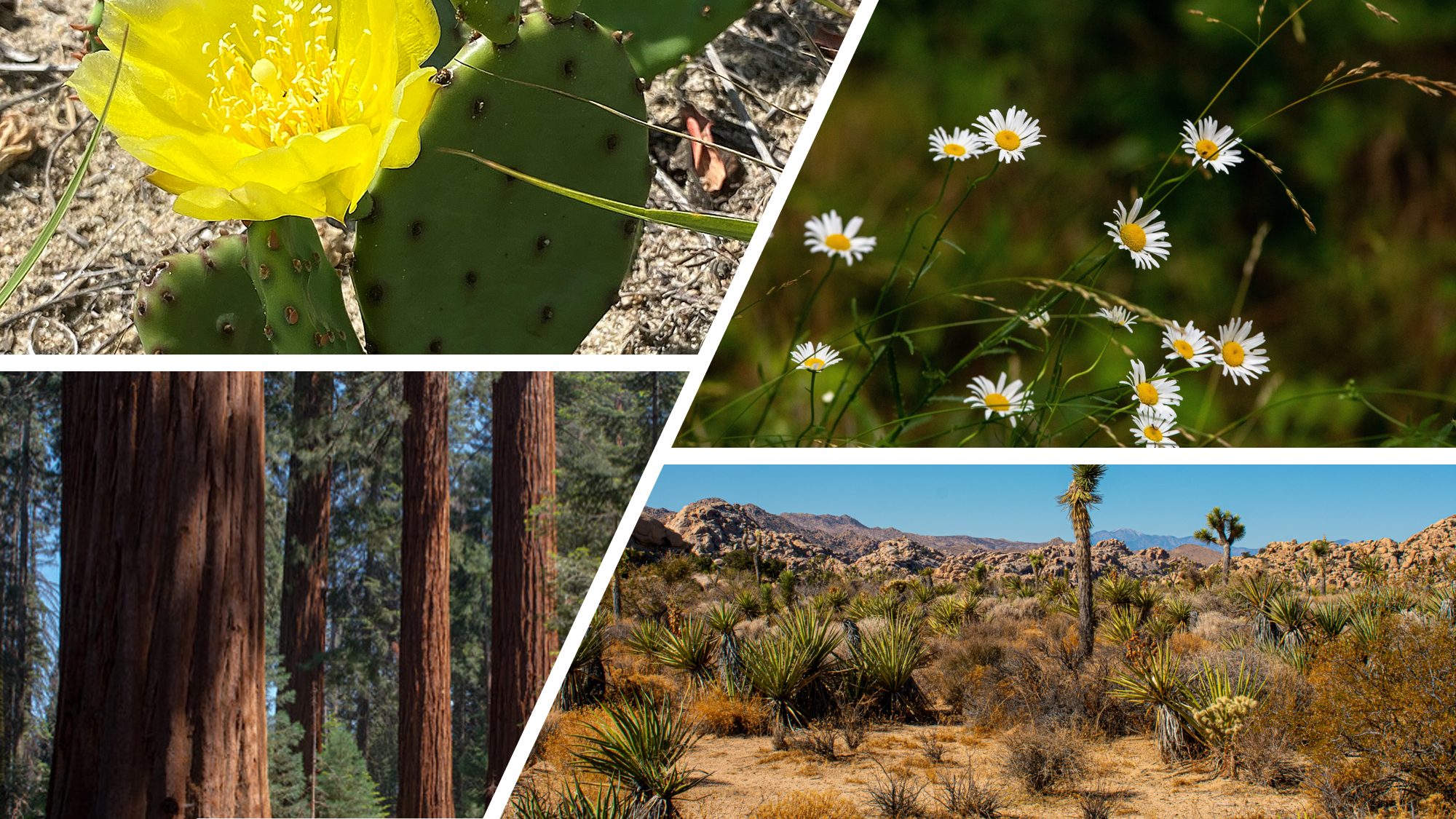 A slanted grid showing four plant types, a flowering cactus, small delicate flowers, tall redwood trees, and a scrub desert field
