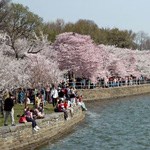 Cherry trees along the tidal basin