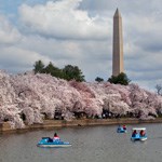 wamoandboats Paddle boats on the Tidal Basin