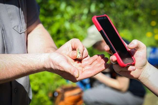 Someone uses a phone to photograph an insect in another person's hand Someone uses a phone to photograph an insect in another person's hand