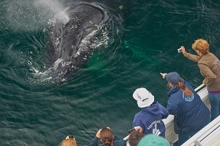 Channel Islands humpback whale People on a boat watch a whale in the water