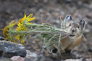 ROMO Pika Cute furry mammal holds a yellow flower in its mouth
