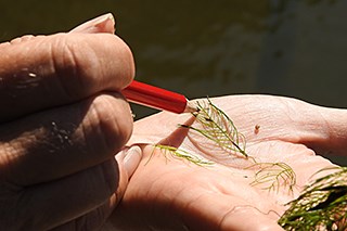 A hand holding vegetation and a pencil touching the vegetation