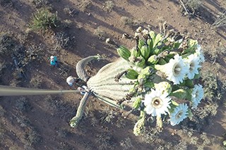 Saguaro National Park Aerial view of flowers on a tall cactus